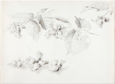 Zonder titel (wilde hazelnoot, Corylus Americana) door George Elbert Burr