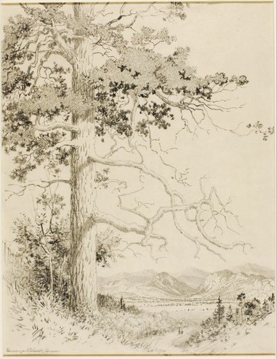Zonder titel (transfer tekening voor Old Pine, Estes Park) door George Elbert Burr