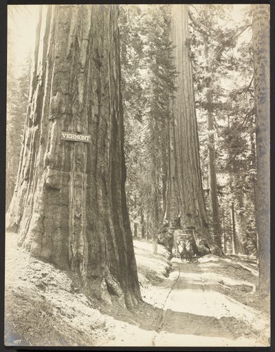 Rijd door de Wawona, Mariposa Grove. Diameter 24 ft. door George Fiske