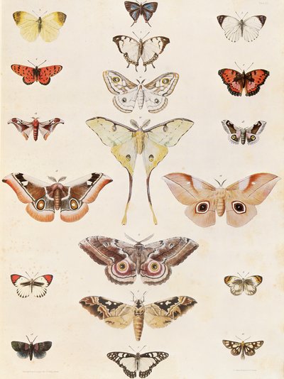 Lepidoptera uit Natal en het Zulu-land door George French Angas