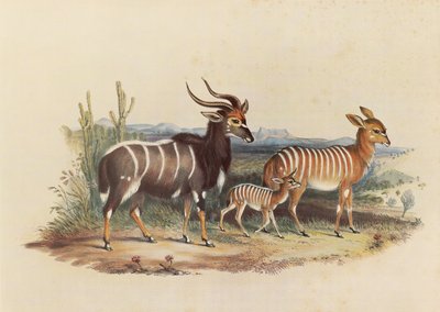 De Nyala door George French Angas