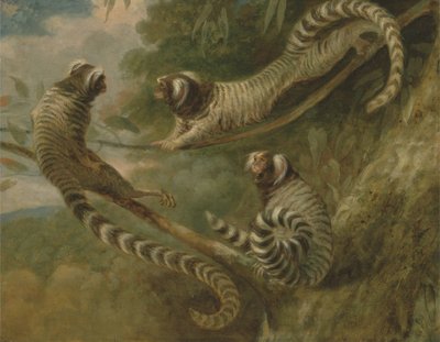 Een Marmoset in Drie Houdingen door George Garrard