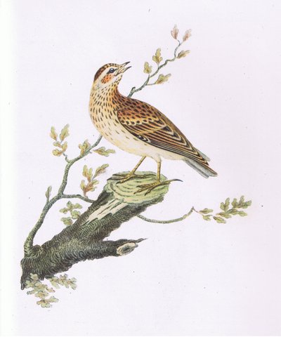 Boomleeuwerik, Natuur in Groot-Brittannië uitgegeven door Collins door George Graves