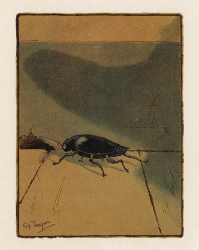 De kever door George Henry Thompson