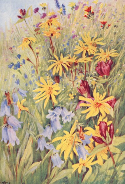 Arnica, de Bruine Gentiaan (G purpurea), Campanula barbata, en de vurige kleine Hieracium aurantiacum, geschilderd uit het leven in de velden tegen midden juli door George Jackson Flemwell