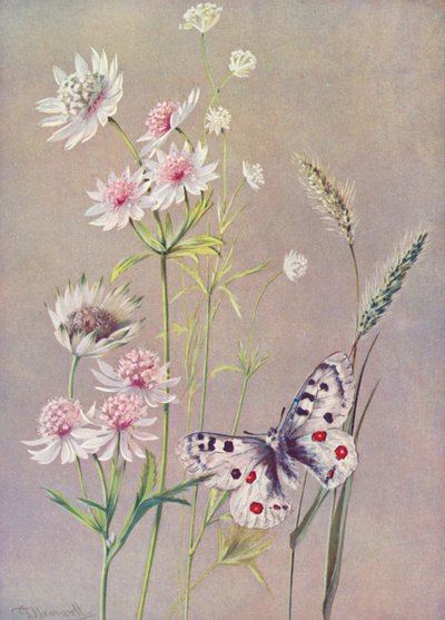 Astrantia major, A minor, en de Apollo vlinder door George Jackson Flemwell