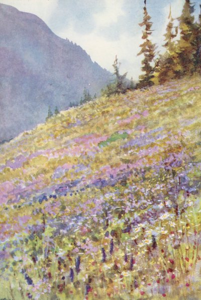 Veld van Campanula rhomboidalis op de Col de la Forclaz rond begin juli door George Jackson Flemwell