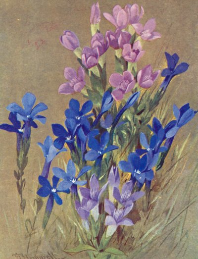 Gentiana campestris en Gentiana bavarica door George Jackson Flemwell