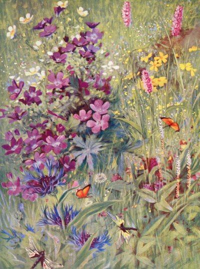 Geranium sylvaticum, Potentilla rupestris, Centaurea montana, de roze Bistort, de kleine Alpen Bistort, geschilderd ter plaatse in de velden begin juli door George Jackson Flemwell