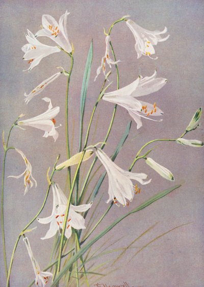 Paradisia Liliastrum, de Paradijs- of Sint-Bruno-lelie door George Jackson Flemwell