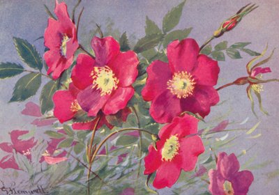 Rosa alpina, de doornloze Alpen Eglantine door George Jackson Flemwell