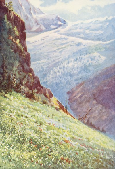 De Paradijslelie (Paradisia Liliastrum) nabij de Glacier de Trient rond midden juni door George Jackson Flemwell