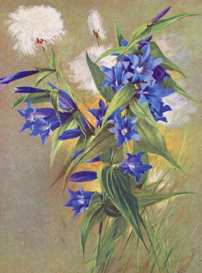 De Wilgen Gentiaan (G asclepiadea) en het Alpen Katoengras (Eriophorum Scheuchzeri) door George Jackson Flemwell