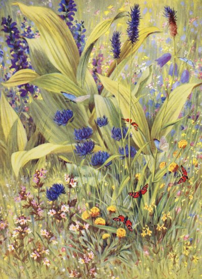 Jonge planten van Veratrum album, samen met Salvia pratensis, Phyteuma betonicaefolium, P orbiculare, de witte en de gele Euphrasia, en de gele klaver, getekend ter plaatse begin juli door George Jackson Flemwell