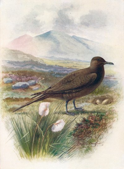 Arctische of Richardsons Jager - Stercorarius crepidalus, ca. 1910 door George James Rankin