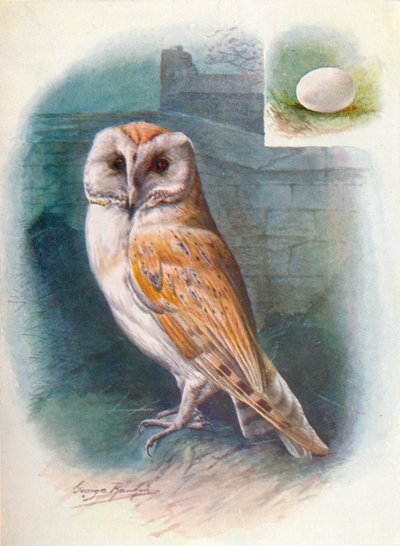 Kerkuil - Strix flammea door George James Rankin
