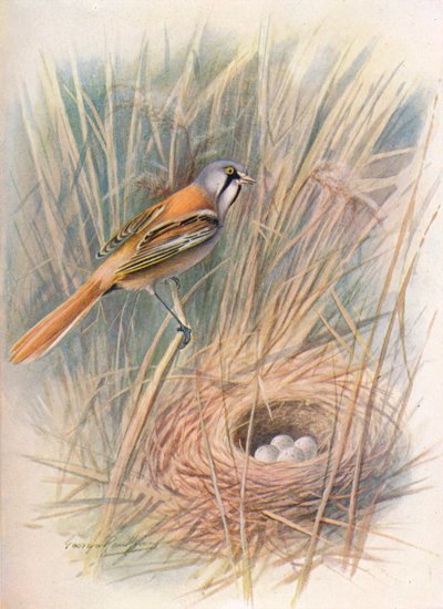 Baardman of rietgors - Panurus biarmicus, c1910, 1910 door George James Rankin