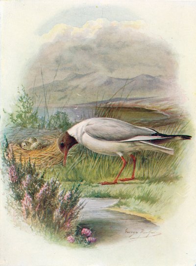 Zwartkopmeeuw - Larus ridibundus, ca. 1910 door George James Rankin