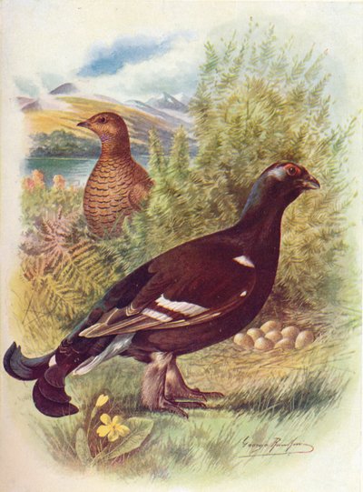Korhoen of korhoen - Tetrao tetrix, c1910, 1910 door George James Rankin