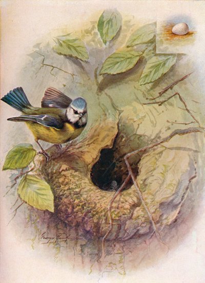 Pimpelmees - Parus caeruleus, c1910 door George James Rankin