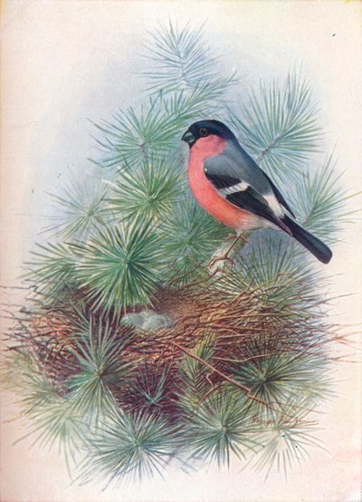 Goudvink - Pyrrhua europaea, ca. 1910 door George James Rankin