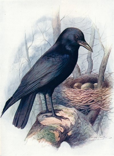 Zwarte kraai - Corvus corone door George James Rankin