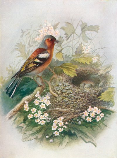 Vink - Fringilla coelebs door George James Rankin