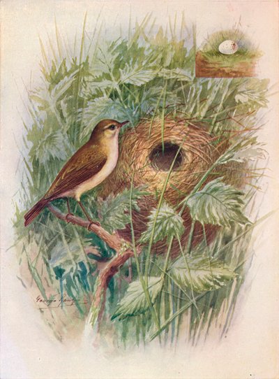 Tjiftjaf - Phylloscopus rufus, ca. 1910 door George James Rankin