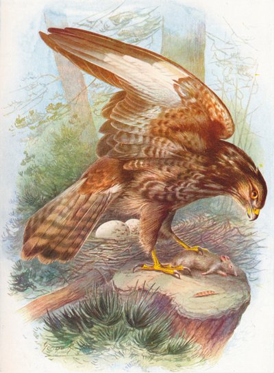 Buizerd - Buteo vulgaris, ca. 1910, 1910 door George James Rankin