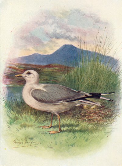 Zilvermeeuw - Larus canus door George James Rankin