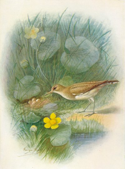 Oeverloper - Totanus hypoleucus, ca. 1910 door George James Rankin