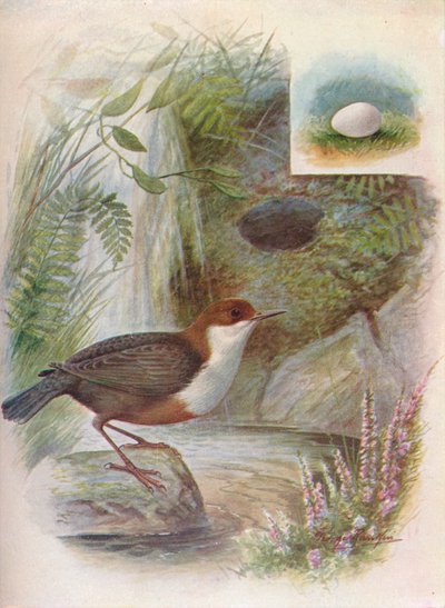 Waterspreeuw - Cinclus aquaticus, c1910, 1910 door George James Rankin