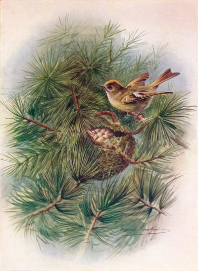 Goudhaan - Regulus cristatus, ca. 1910 door George James Rankin