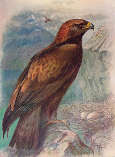 Steenarend - Aquila chrysaetus, ca. 1910 door George James Rankin