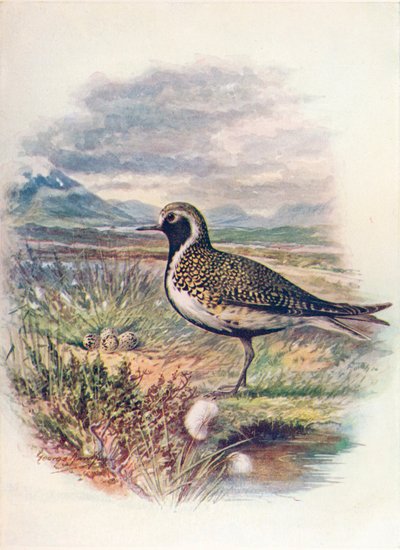 Goudplevier - Charadrius pluvialis, ca. 1910 door George James Rankin
