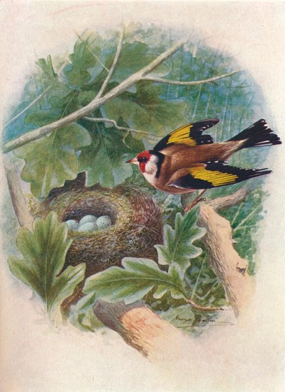 Putter - Carduelis elegans, ca. 1910 door George James Rankin