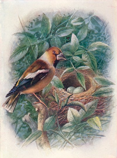 Appelvink - Coccothraustes vulgaris, ca. 1910 door George James Rankin