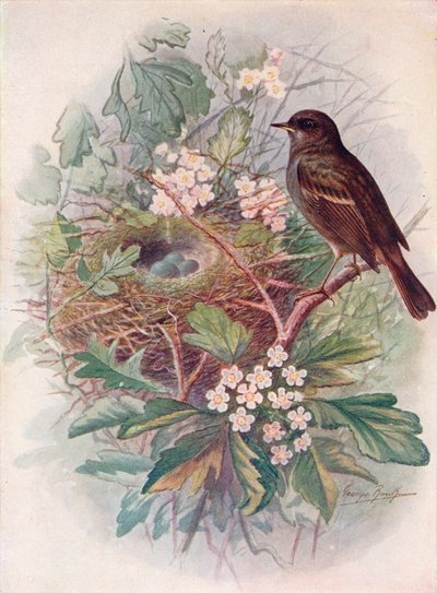 Heggenmus - Accentor modularis, ca. 1910 door George James Rankin