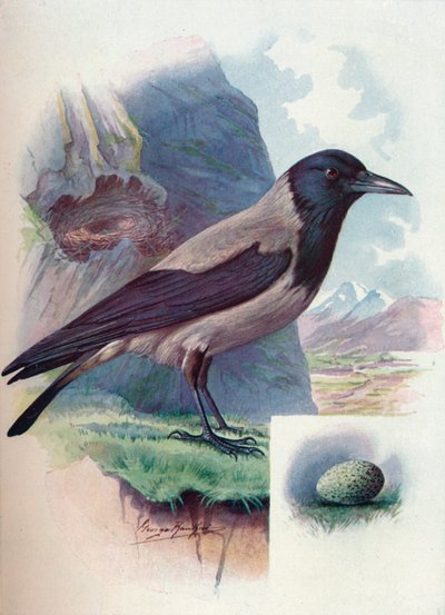 Bonte kraai - Corvus cornix, ca. 1910, 1910 door George James Rankin