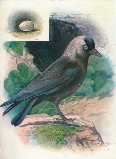 Kauw - Corvus monedula, ca. 1910 door George James Rankin