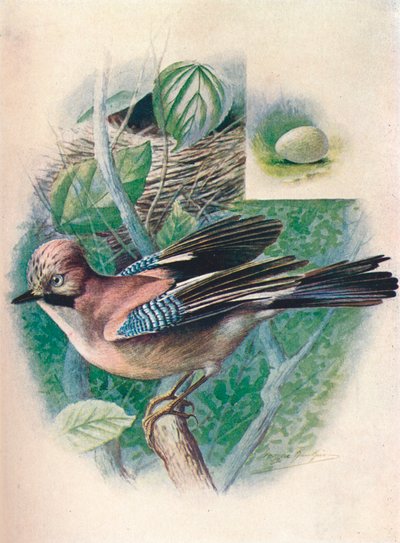 Gaai- Garrulus glandarius, ca. 1910 door George James Rankin