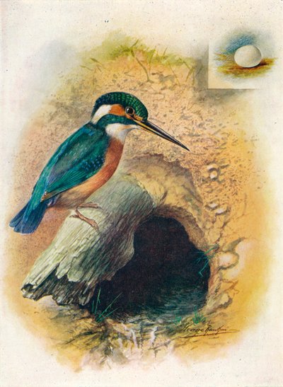 IJsvogel - Alcedo ispida, ca. 1910 door George James Rankin