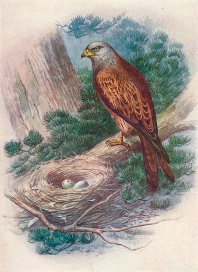 Wouw - Milvus ictinus, ca. 1910 door George James Rankin
