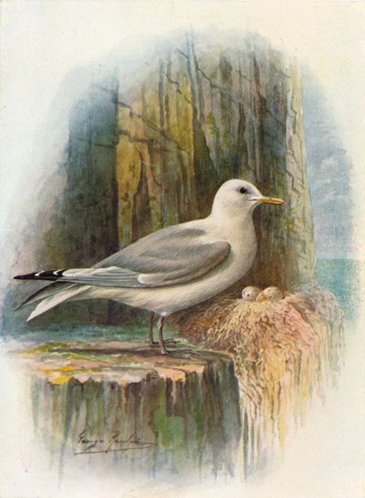Drieteenmeeuw - Rissa tridactyla, c1910 door George James Rankin
