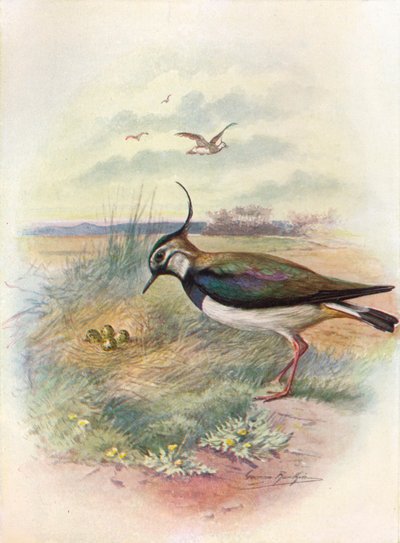 Kievit of kievit - Vnellus vulgaris, ca. 1910 door George James Rankin