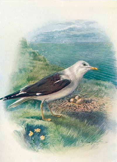 Kleine Mantelmeeuw - Larus fuscus, ca. 1910 door George James Rankin