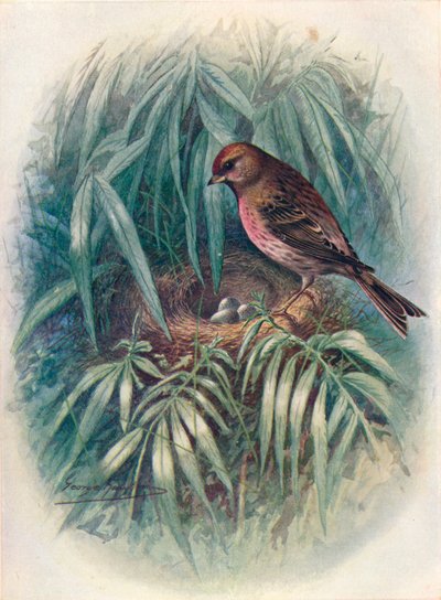Kleine Barmsijs - Linota rufescens, ca. 1910, 1910 door George James Rankin