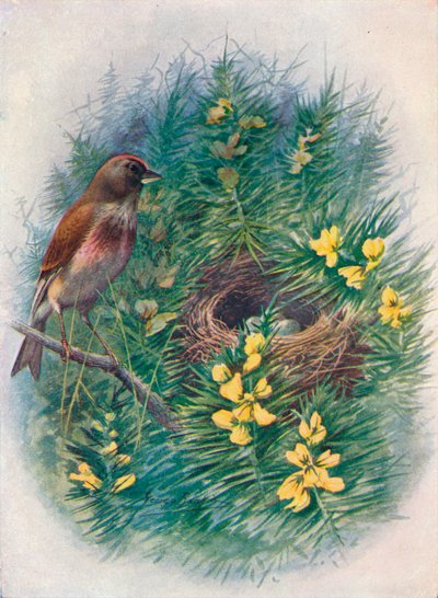 Vink - Linota cannabina, ca. 1910, 1910 door George James Rankin