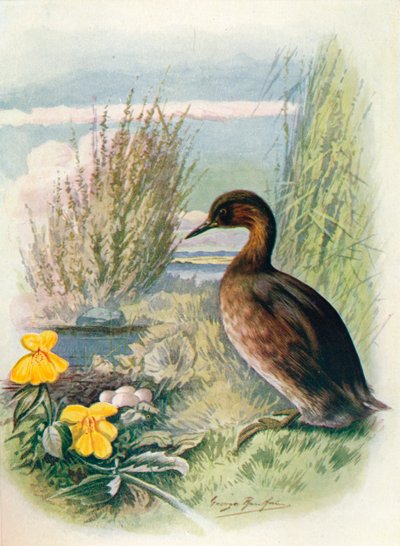 Dodaars of Dobbertje - Podicipes fluviatilis, ca. 1910, 1910 door George James Rankin