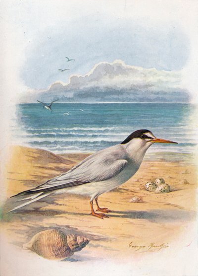 Kleine Stern - Sterna minuta, ca. 1910 door George James Rankin